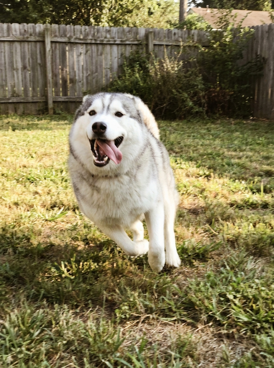 Duke, Alaskan Malamute, 12 years old