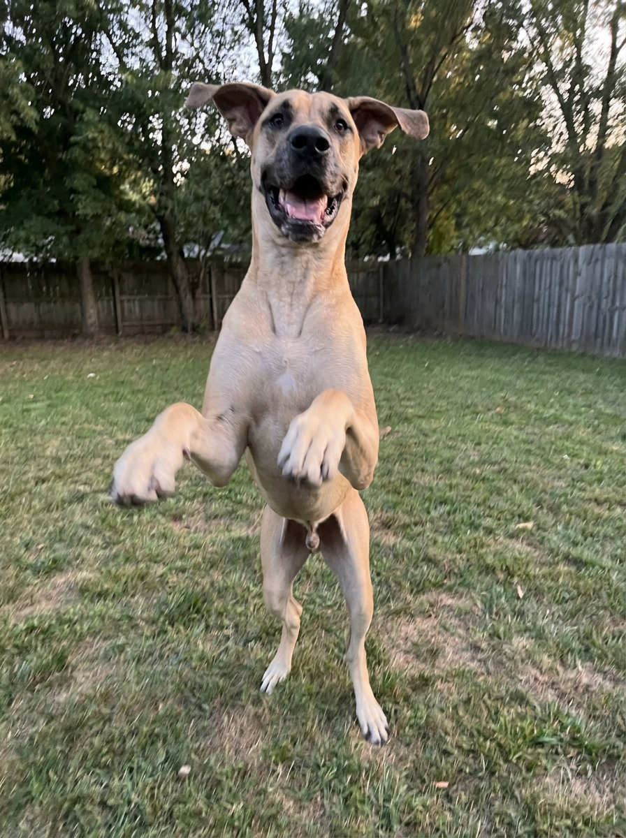 Rosie, Great Dane , 9 years old